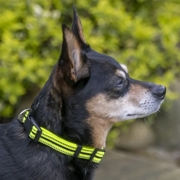 Reflective Adjustable Dog Collar, Neon Yellow & Black, Small - Image 4