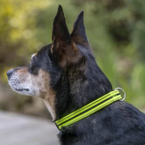 Reflective Adjustable Dog Collar, Neon Yellow & Black, Small